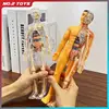 Body Learning Tools Children's Cognitive Toy Human Anatomy Model Mannequin Skeleton Organ 3D Puzzle Montessori Kid Education Toy 1