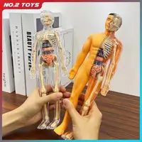 Body Learning Tools Children's Cognitive Toy Human Anatomy Model Mannequin Skeleton Organ 3D Puzzle Montessori Kid Education Toy 1
