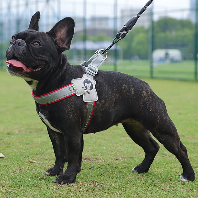 Y Dog Harness for Small Medium Dogs Adjustable Pet Seat Belts Reflective Puppy Chest Strap Chihuahua Outdoor Walking Accessories 3 Y Dog Harness for Small Medium Dogs Adjustable Pet Seat Belts Reflective Puppy Chest Strap Chihuahua Outdoor Walking Accessories 3