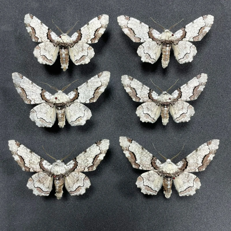 Real Butterfly, Big Silkworm Moth Specimen, Photography, Props, Home Decoration, DIY Handicraft Exhibition Collection Sculpture 6