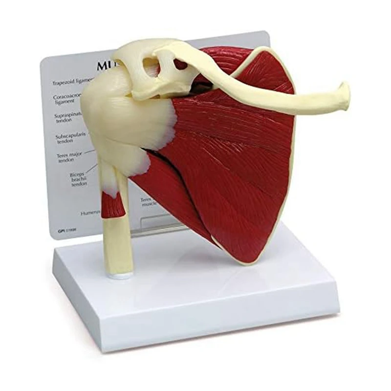 Human Shoulder Muscle Anatomy Model 1