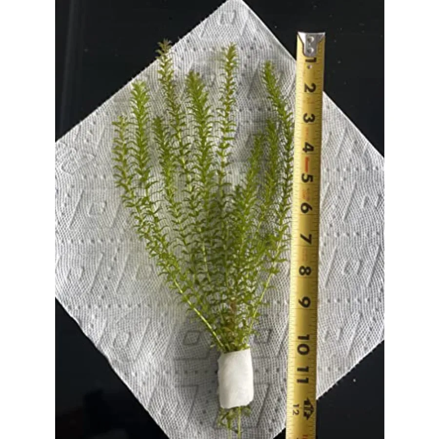 Egeria Elodea Densa Live Aquarium Plant Bundle