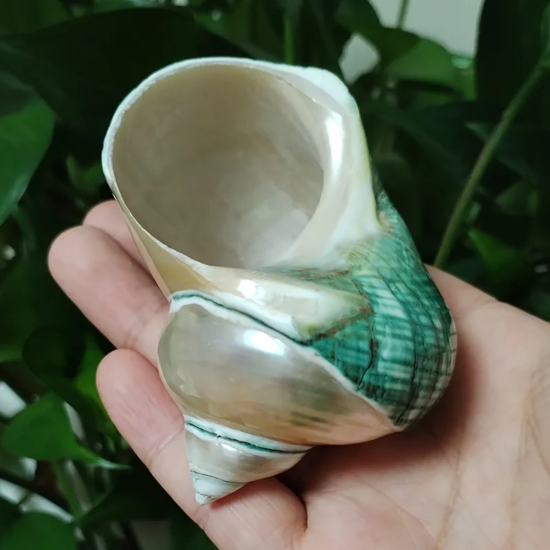 8-9CM Green Turbo Shell Large Polished Pearled Turbo Petholatus Conch Specimen Fish Tank Aquarium Landscape Decoration DIY Craft