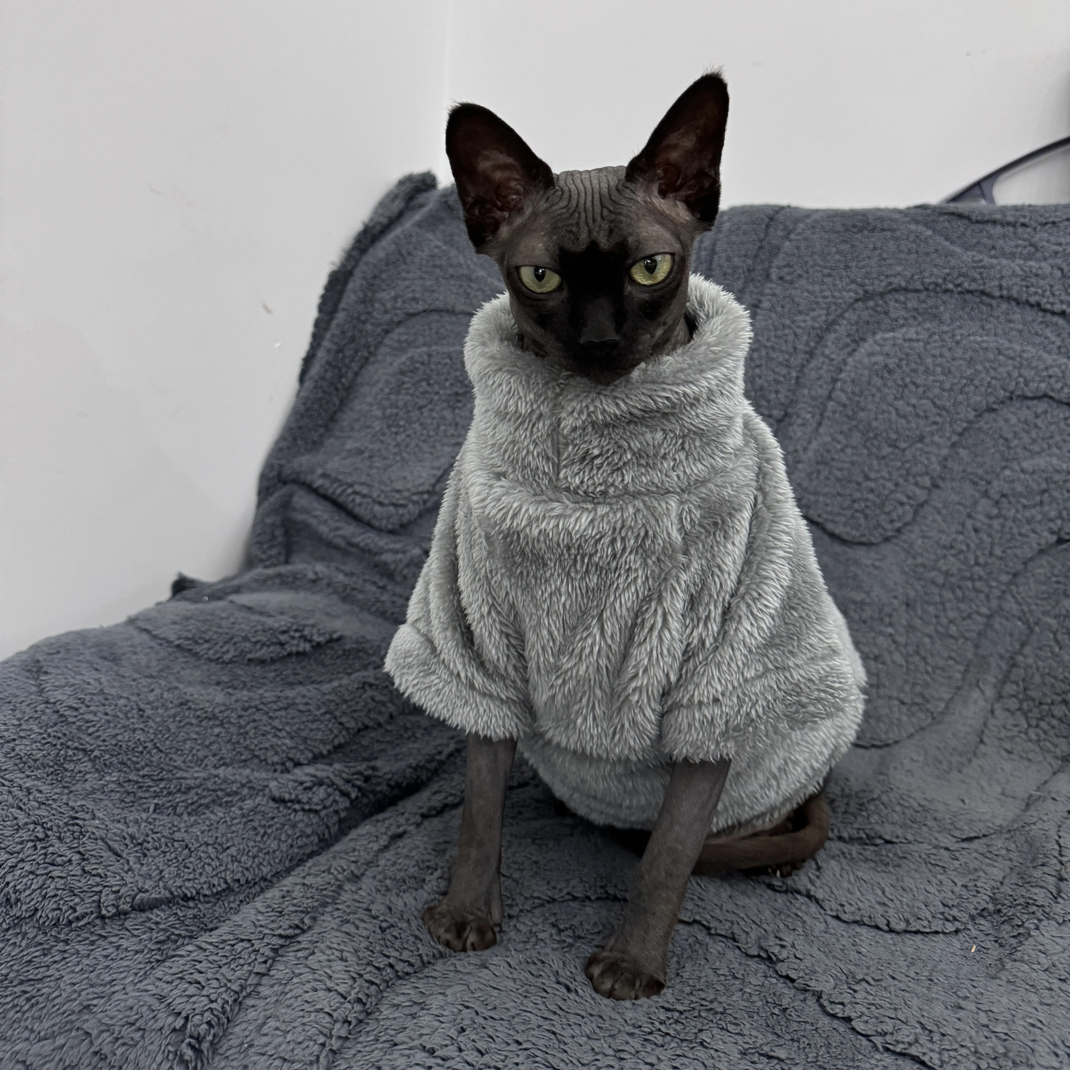 Pet Cat Sweater Home Fur Autumn and Winter Warm Solid Color Soft Arctic Velvet Skincare Suitable for Devonshire Cats, Hairless C Pet Cat Sweater Home Fur Autumn and Winter Warm Solid Color Soft Arctic Velvet Skincare Suitable for Devonshire Cats, Hairless C