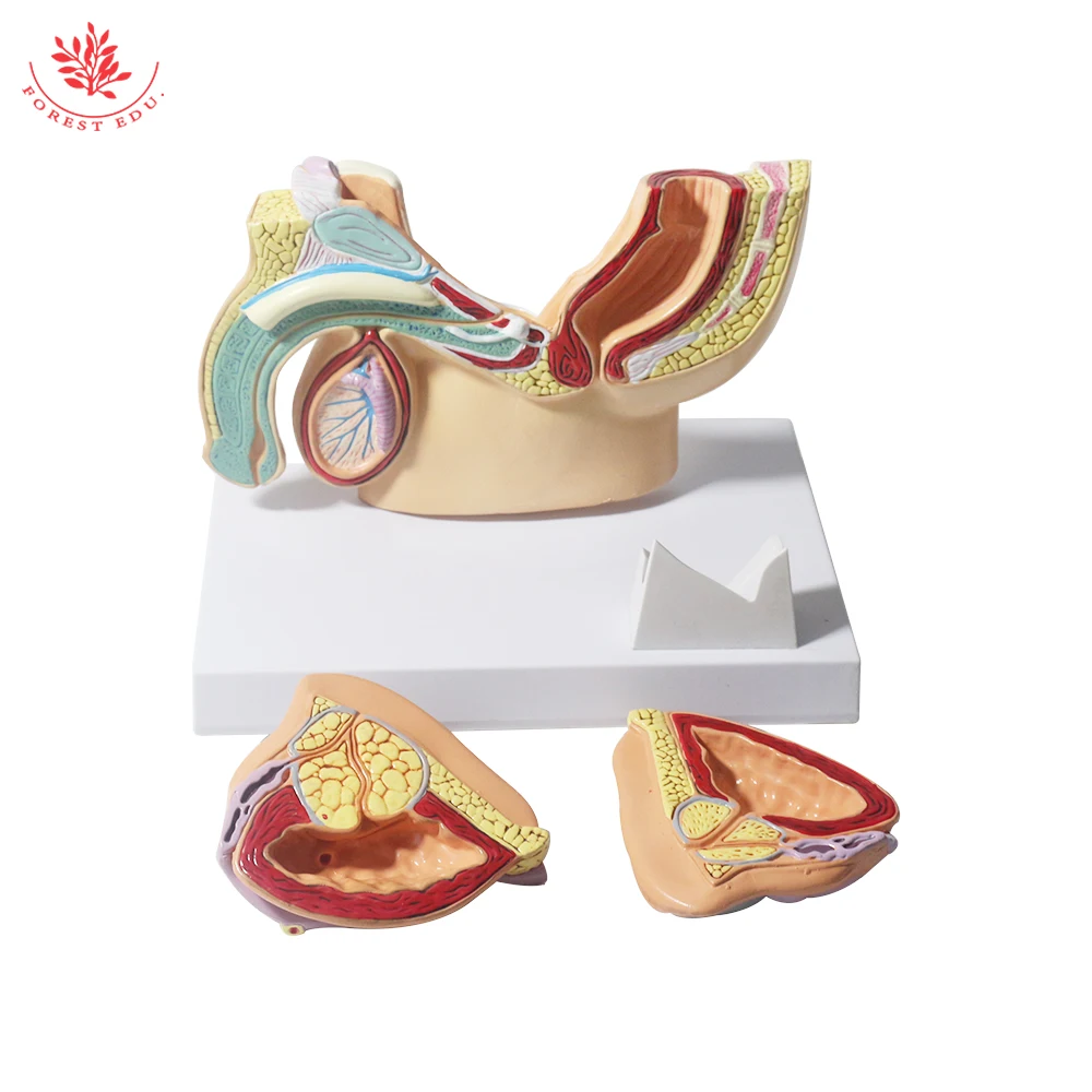 Male Pelvis Model Anatomical Genital Organ Pelvic Cavity of Prostate Anatomy Teaching Supplies Medical Science