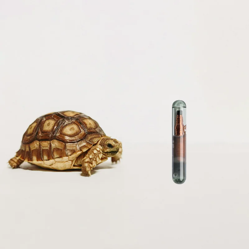 מיקרוצ'יפ ננו לחיות מחמד בגודל 1.25x7 מילימטר עם צ'יפים הקטנים ביותר ISO FDX-B טרנספונדר RFID לחיות מחמד עבור נחש, עכבר, ארנב, צב, צמחוני