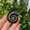 1pc Gold Obsidian Carving, Conch, Crystal Carving, Spiritual Symbol, Healing Crystal, Crystal Collection, Gift, Home Decor 6