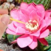 100 Pcs Indoor Disposable Potted Succulents Plants Vegetables Manual Pollination Brush Plastic Yard Fruit Tree Pollinator 4