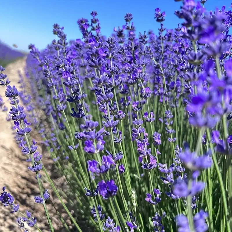 Flores secas de lavanda francesa para fazer