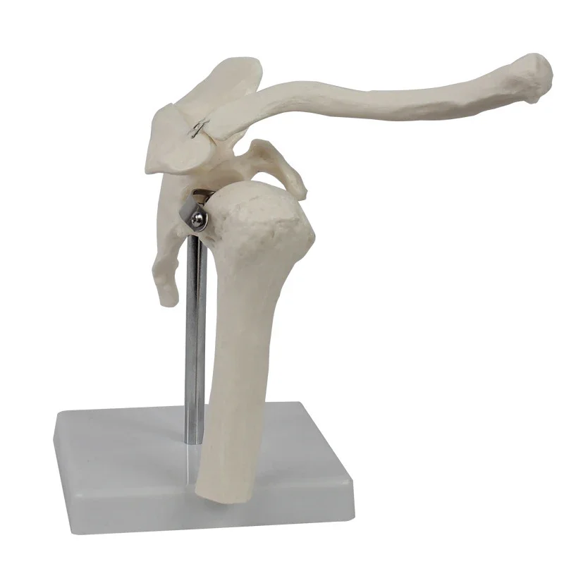 Human Functional Shoulder Joint Anatomy Model Medical Science Teaching Resources Dropshipping