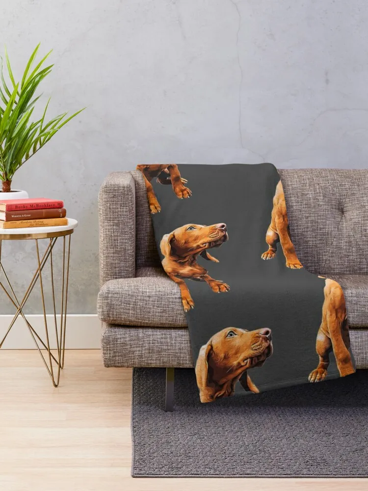 Vizsla ������-�밡�� Vizsla ������ ���, �ܿ� ħ�� ���, �ʴ��� ������ ���, ���� ���
