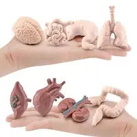 8 PCS Miniature Anatomy Organs Model Education Montessori Toy 1