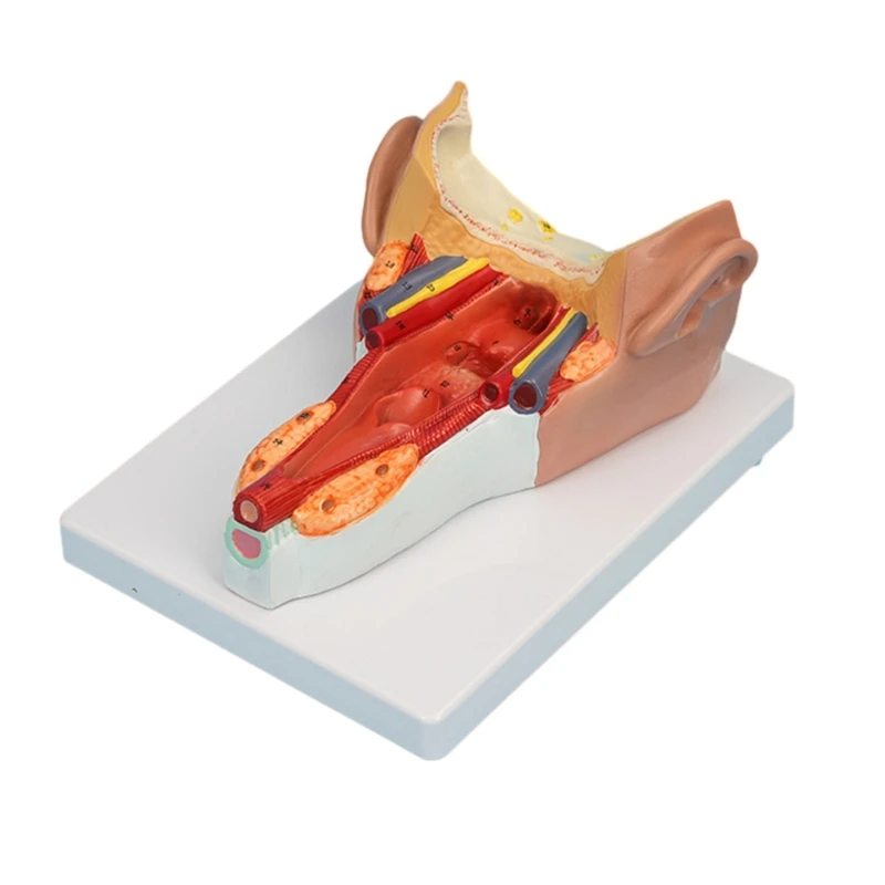 

Anatomical Pharyngeal Wall Muscle Model for Disease Study Medical Lecture, Anatomy Models Teaching Aids