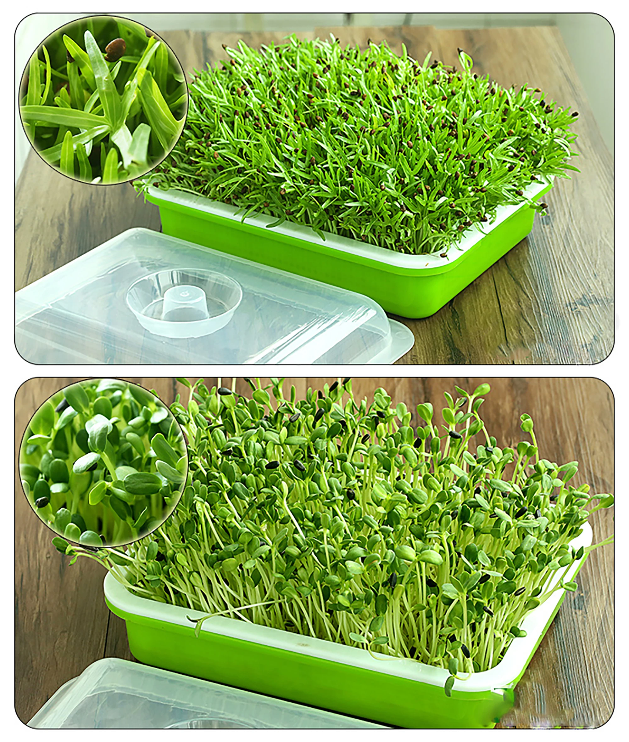Sprout Hydroponic Seedling Tray With Lid 5