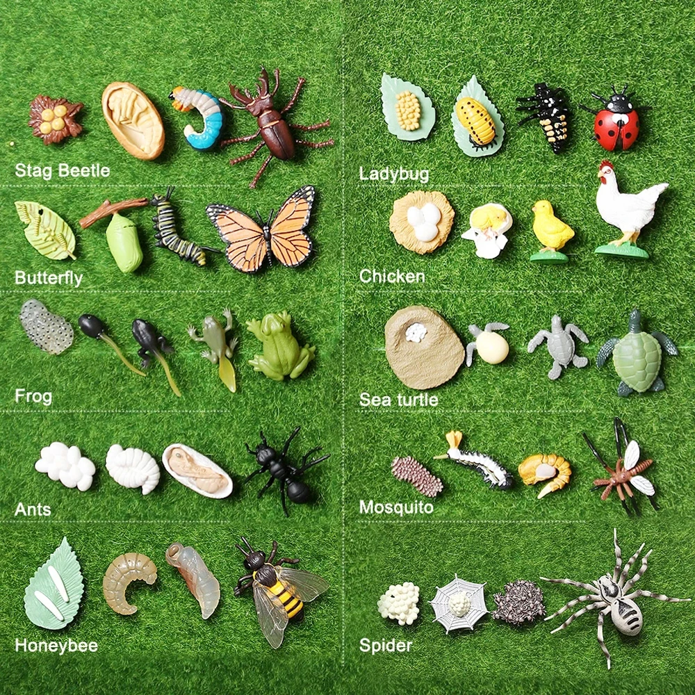 Simulation Small Insect Animals Growth Life Cycle Model Bee Spider Frog Butterfly Figurine Cute Kids Baby Early Educational Toys 6