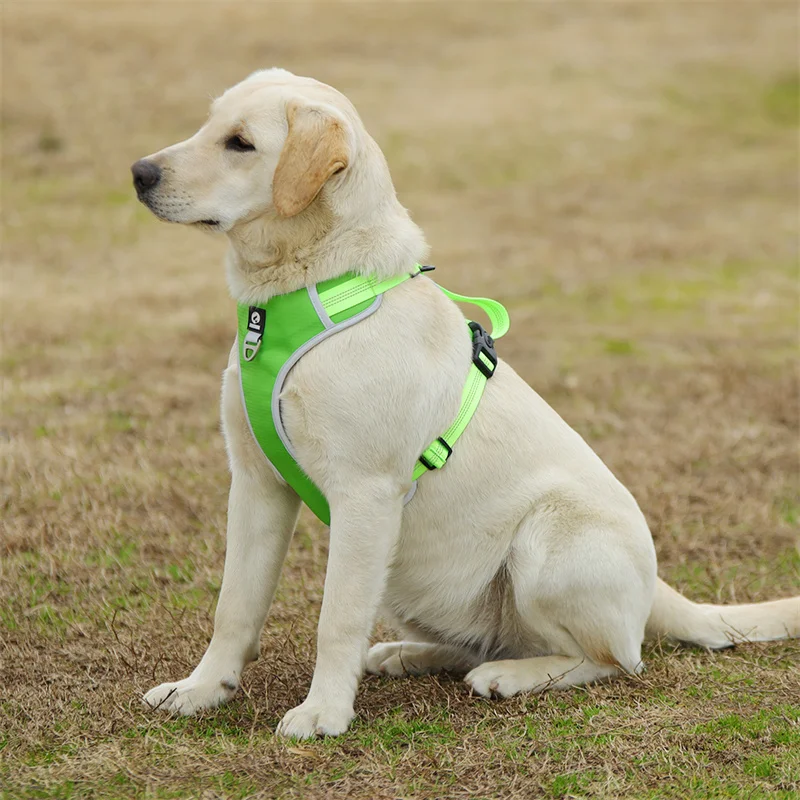 Designer Dog Harness OXFORD Designer Harness With Gold -  Denmark