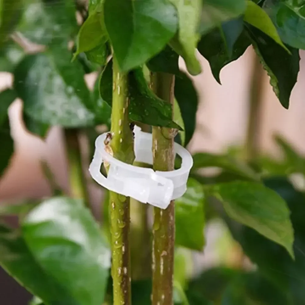 Plastic Plant Support Clips 2