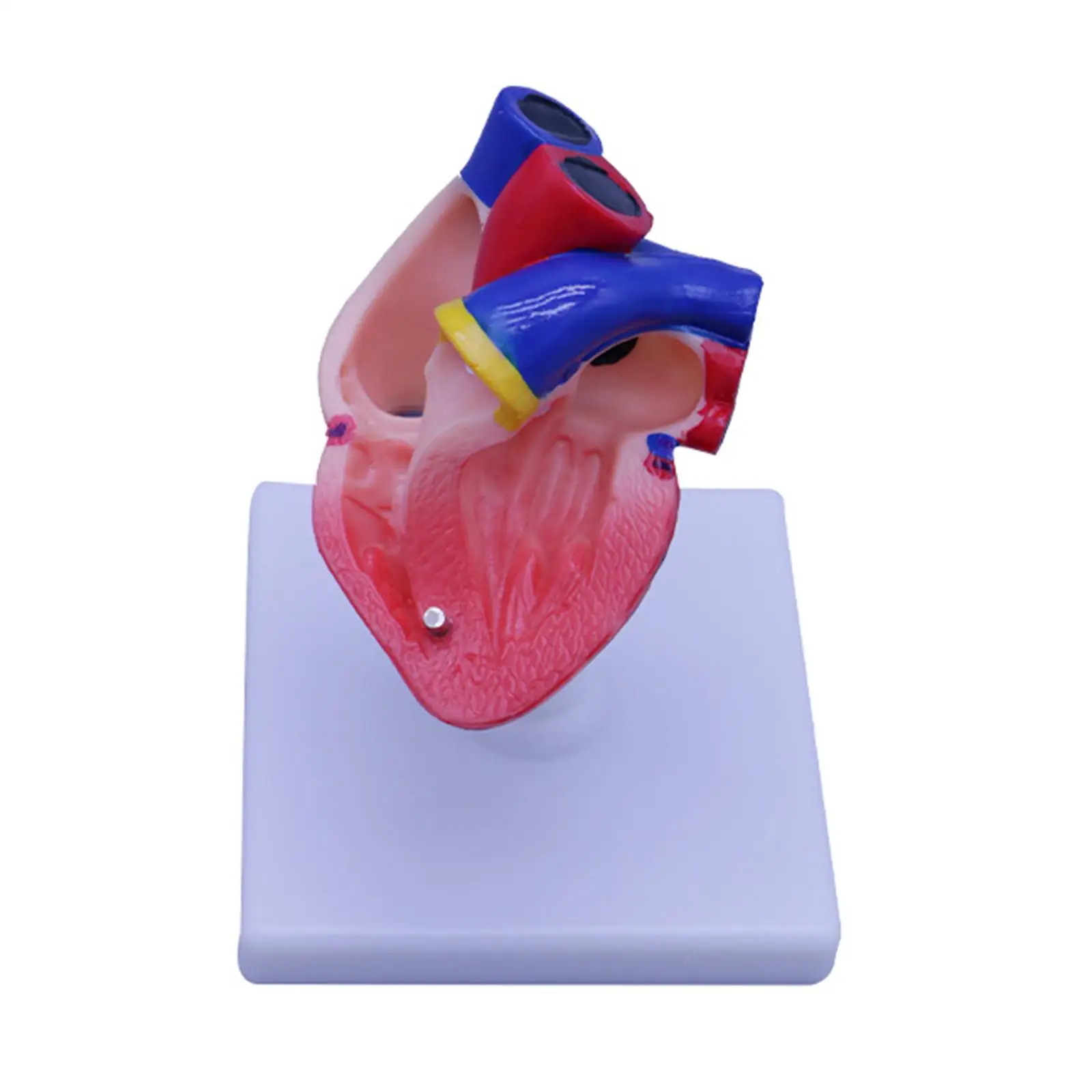 

Human Heart Anatomy Model Parts Supplies with Stand Detachable Teaching Aids for Research Displaying Desktop Exhibition Teaching