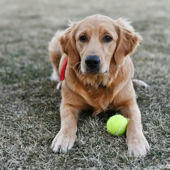 12 packs of small dog tennis balls, pet toys for playing and training 6