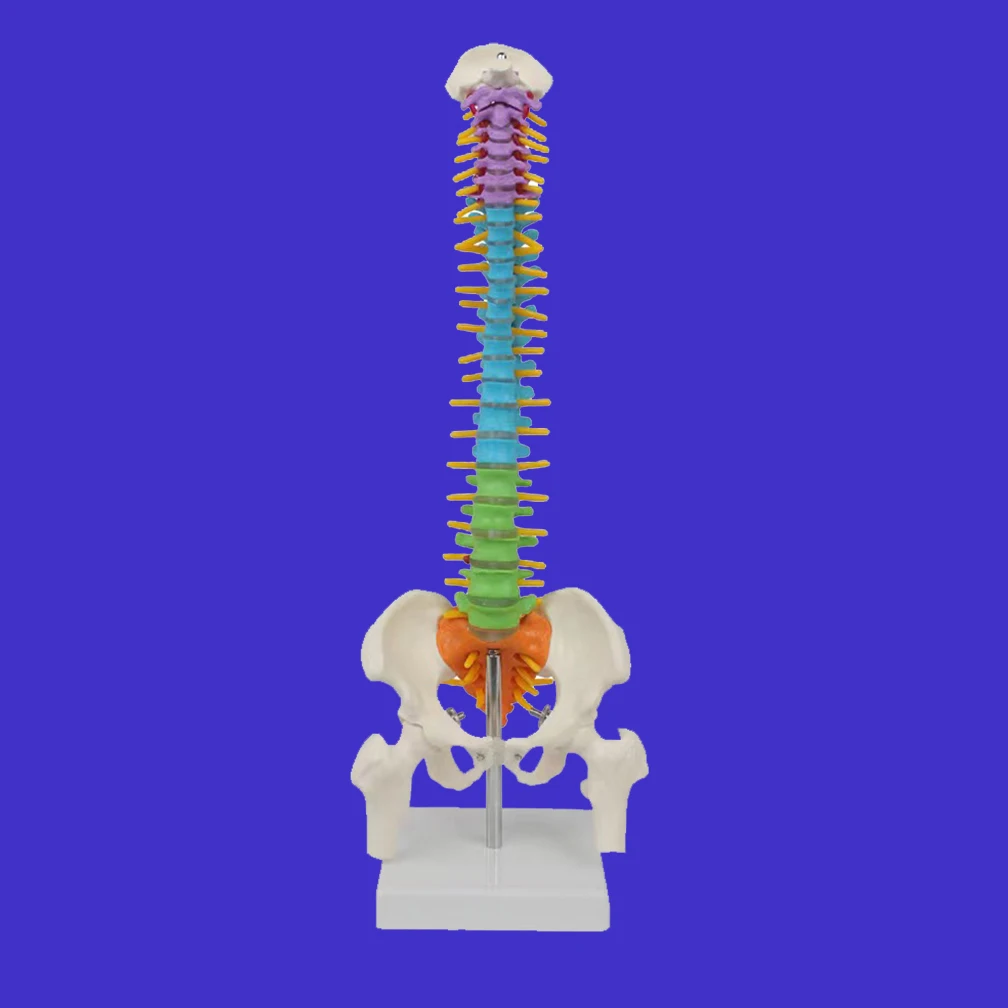 Colorful Human Spine With Pelvic Anatomy Model 45cm Medical Science Teaching Biology Neurosurgery Anatomical Models Skeleton