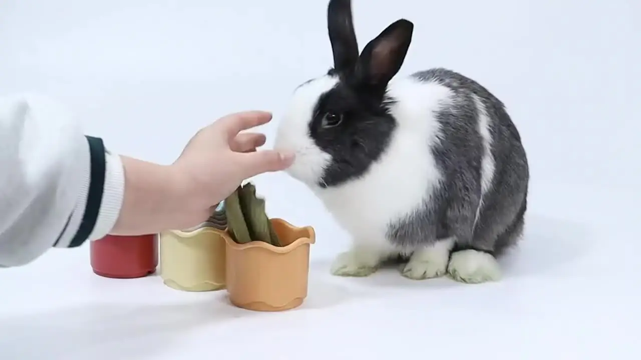 8 Pcs Colorful Stacking Cups For Rabbits – Reusable Bunny Toys For Hiding Treats, Mental Stimulation & Small Animal Play - View #10
