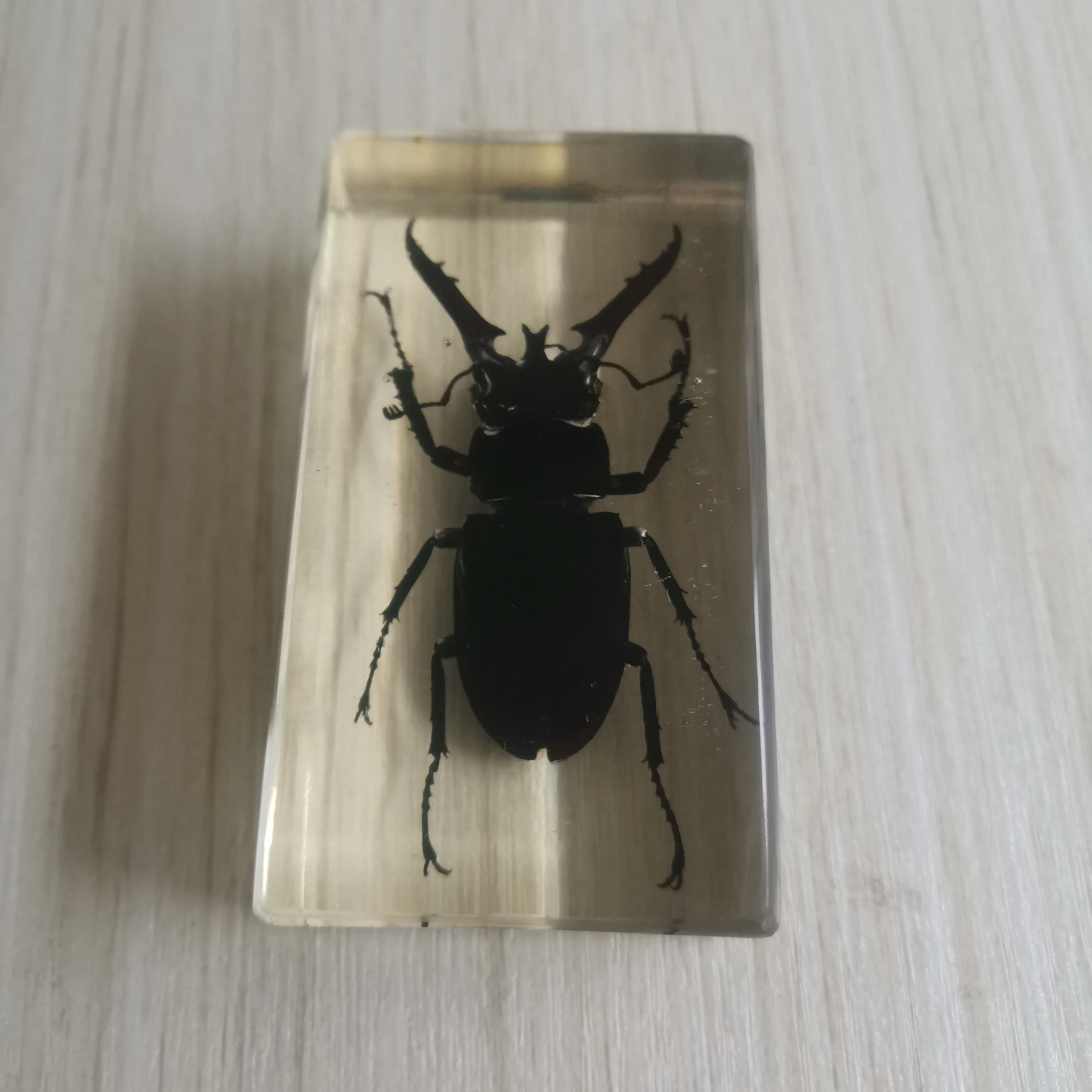 Resin Insect Bug Specimen Taxidermy Epoxy Resin Bug Spiders Beetles Specimen Model Scorpion Insect Crafts Decoration Ornament 4