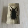 Resin Insect Bug Specimen Taxidermy Epoxy Resin Bug Spiders Beetles Specimen Model Scorpion Insect Crafts Decoration Ornament 4
