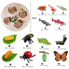 Animal Life Cycle Board Children Toys Montessori Teaching Aids Plant Animal Growth Cycle Model Set preschool cognitive Toys 6