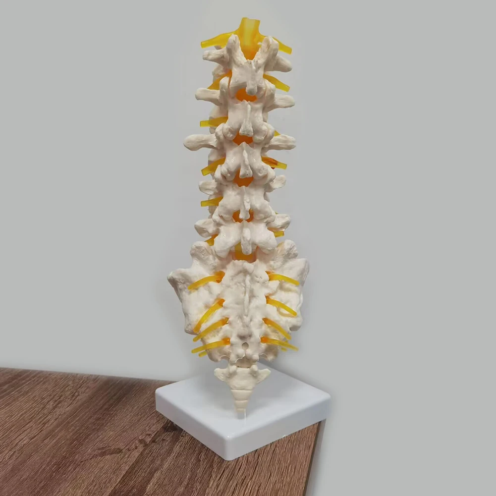 Medical Lumbar Disc Model 5-segment Lumbar Spine with Sacral Accessory Nerve Orthopedic Teaching Display Teaching Aids