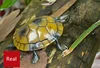[Funny] Trick electronic pet RC simulation sound & light Tortoise robot model prank toy remote control smart animal kids gift 5