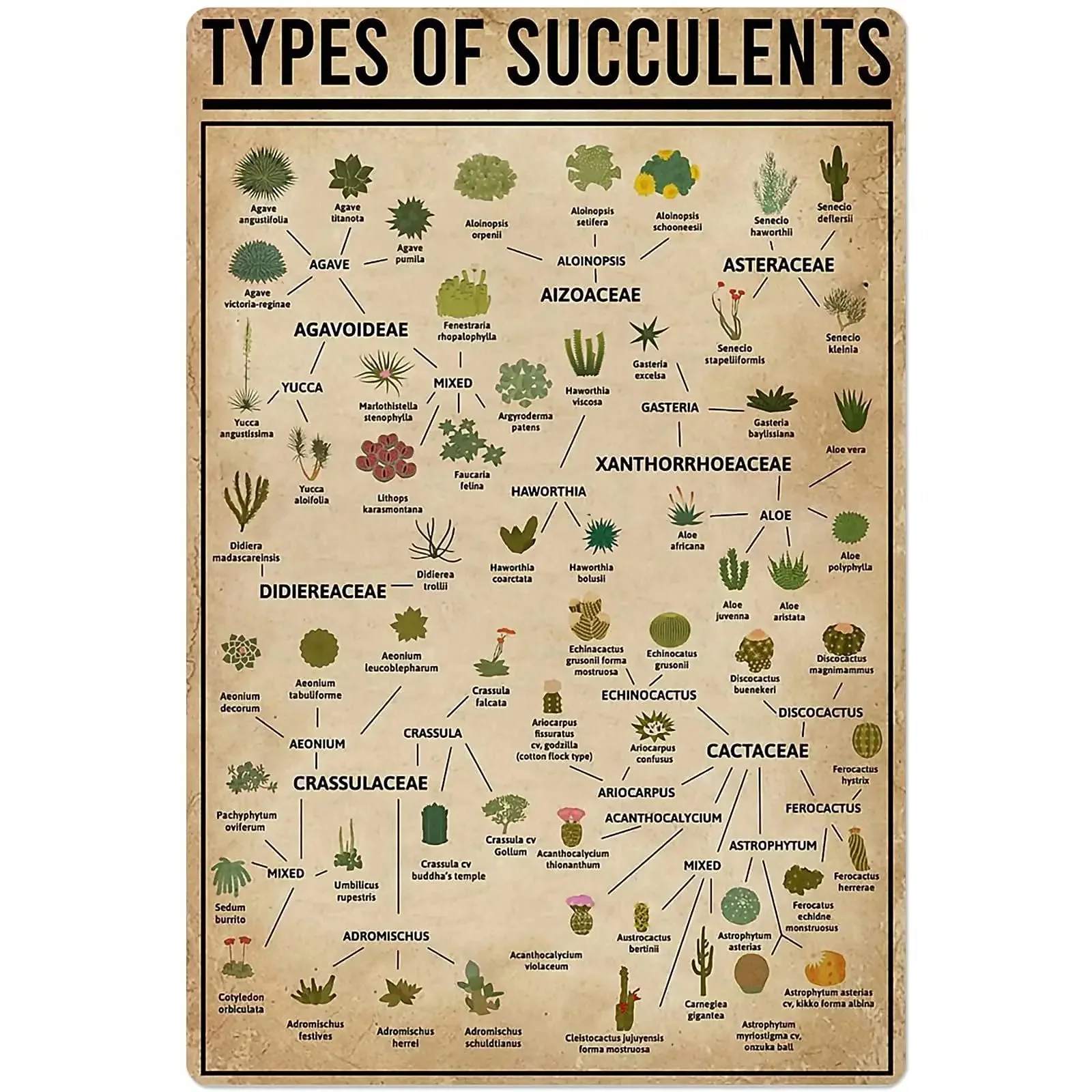 

Types of Succulents Metal Signs Plant Knowledge Posters Wall Decor Garden Decor Home Decor Farm Retro Plaque 12x18 Inches