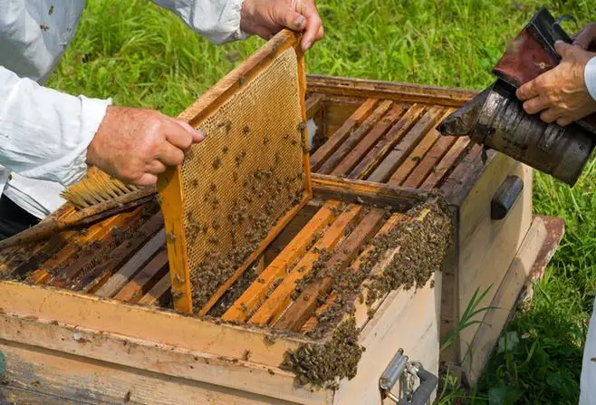 Beeswax Press Sheet Mold Soft PVC Honeycomb Base Foundation Mould Beehive Shovel Beekeeping Beeware Beeswax Candle Making Tool beekeeping tools beekeeping accessories