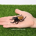 Beetle D