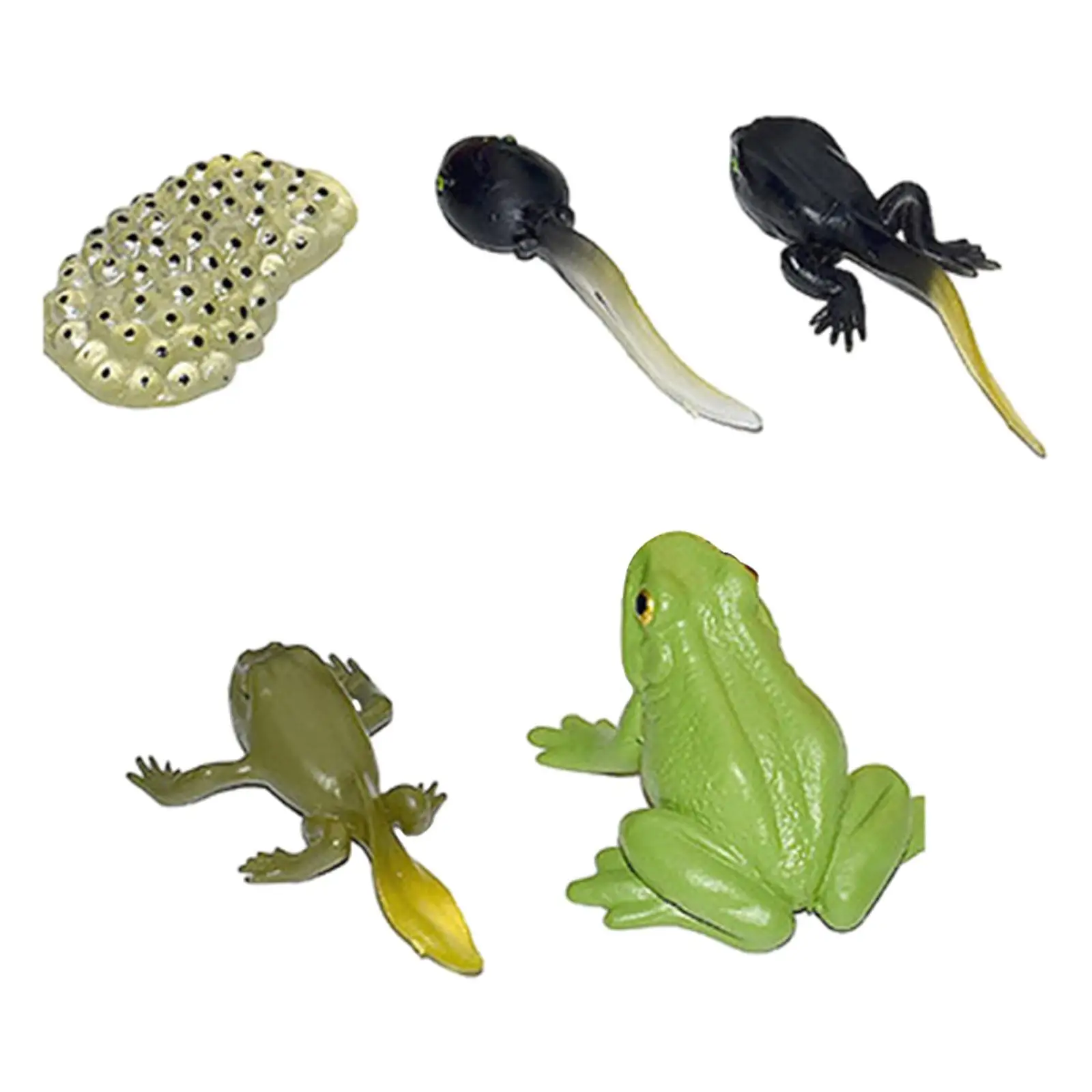 Animal Life Growth Cycle Figure Teaching Tools Science Birthday Gifts Puzzle Biology Model for Boys Girls Preschool Learning 6