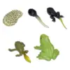 Animal Life Growth Cycle Figure Teaching Tools Science Birthday Gifts Puzzle Biology Model for Boys Girls Preschool Learning 6
