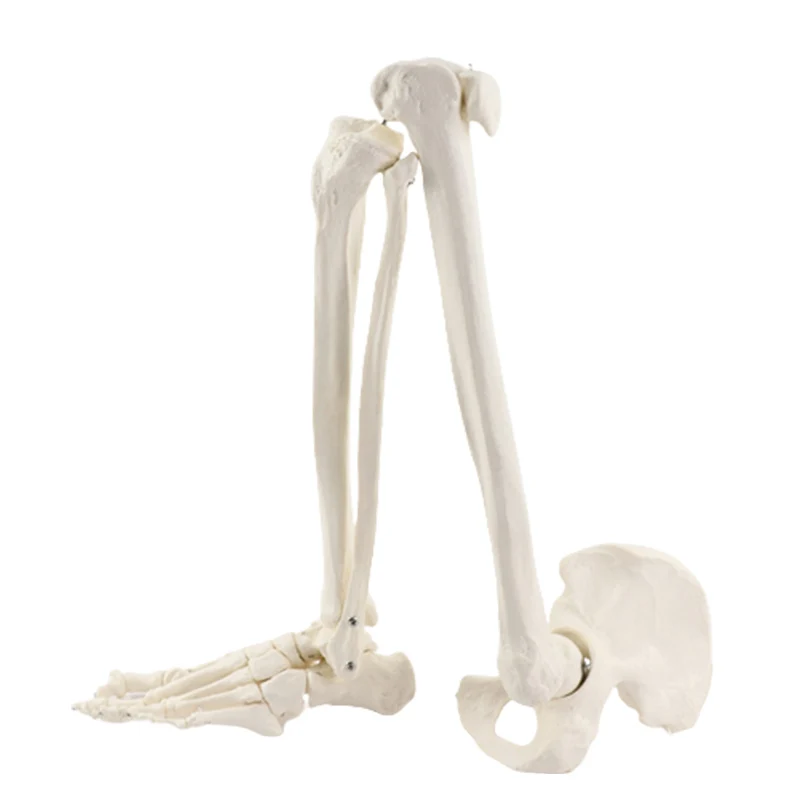 

Medical Anatomical Human Lower Limb Model Skeleton Anatomy Life Size Leg Bone with Hip Femur Foot Medical Teaching Tool