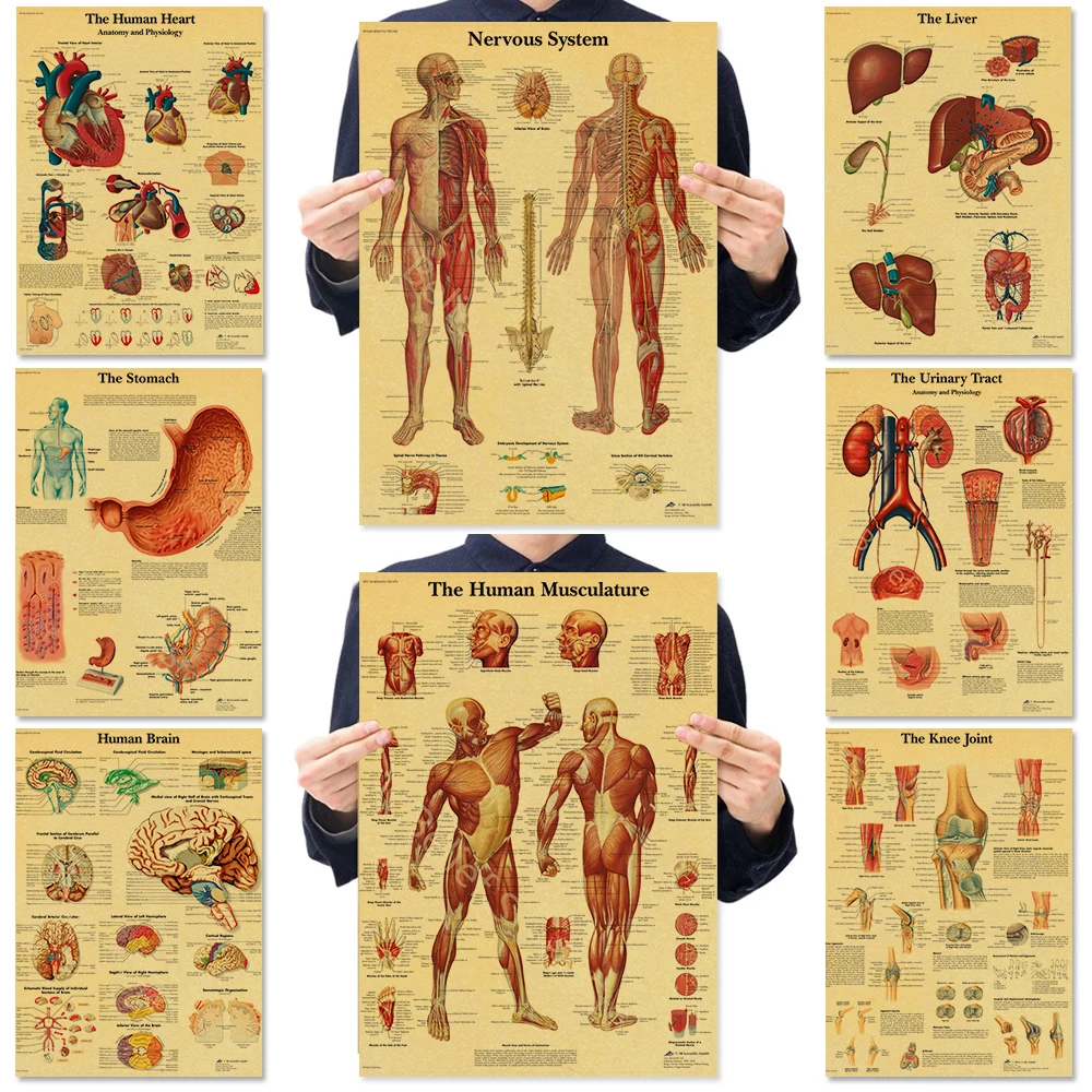 

Anatomy Bones Poster Kraft Paper Poster Vintage Home Medicine' Student Decor Medical Art Wall Art Poster