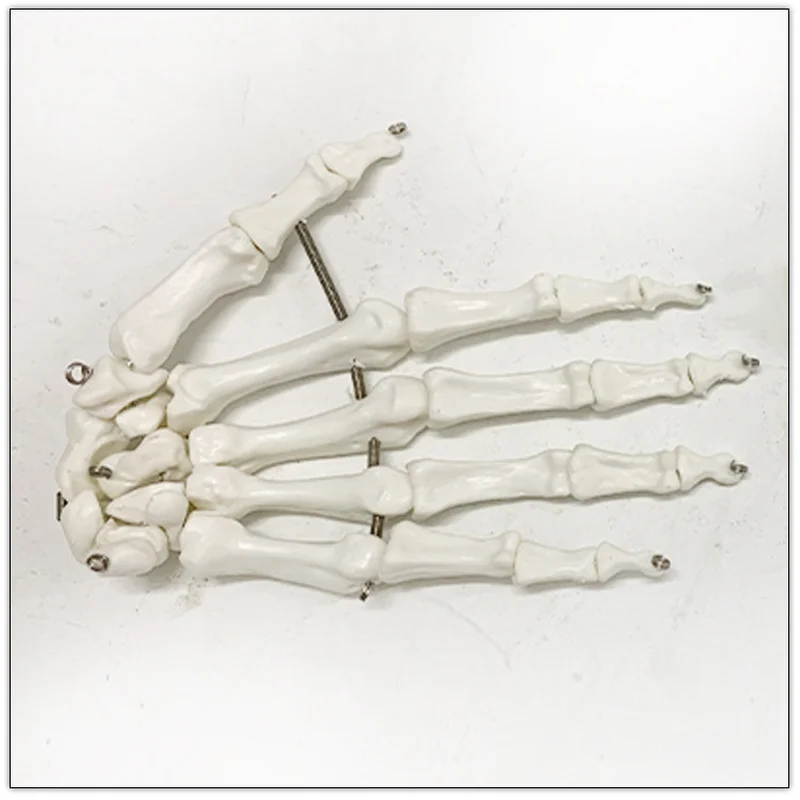 1:1 Life Size Human Hand Joint Model Hand Skeleton Bone Model Wrist Vola Palm Skeleton Medical Science Teaching Supplies