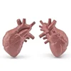 Human Torso Body Organ Miniature Anatomy Organs Model Education Montessori Toy Kiddie Boy Girl Collection Figurines 8PCS 5