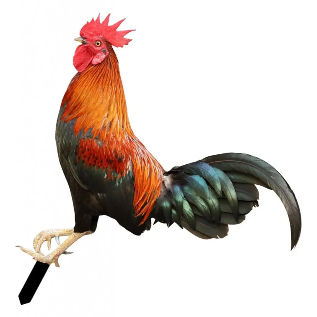 Rooster Animal Statue Ornament Garden Stakes Standing Yard Sign Decor for Courtyard Patio