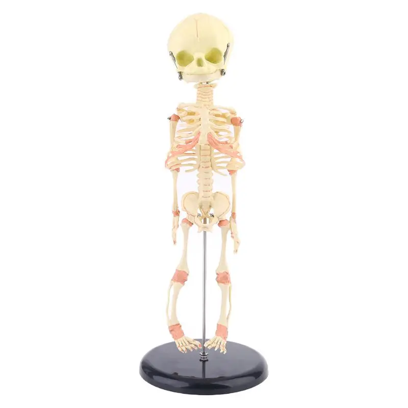 

Single for Head Baby Skull Human Research Model Skeleton Anatomical Anatomy Teaching Study Display