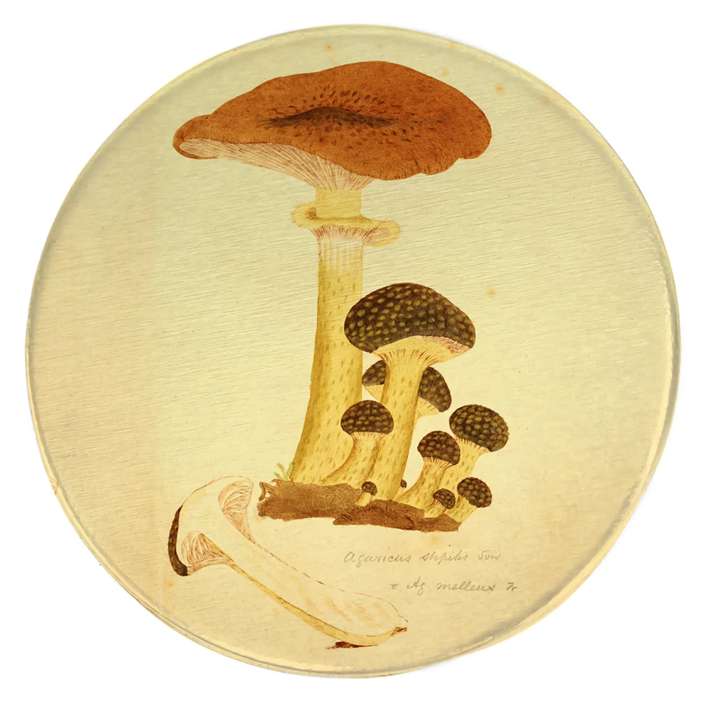 

HX Fashion Flannel Round Rug Mushroom Popular Science of Plant Fungi Carpets for Living Room Bedroom Cute Floor Mat