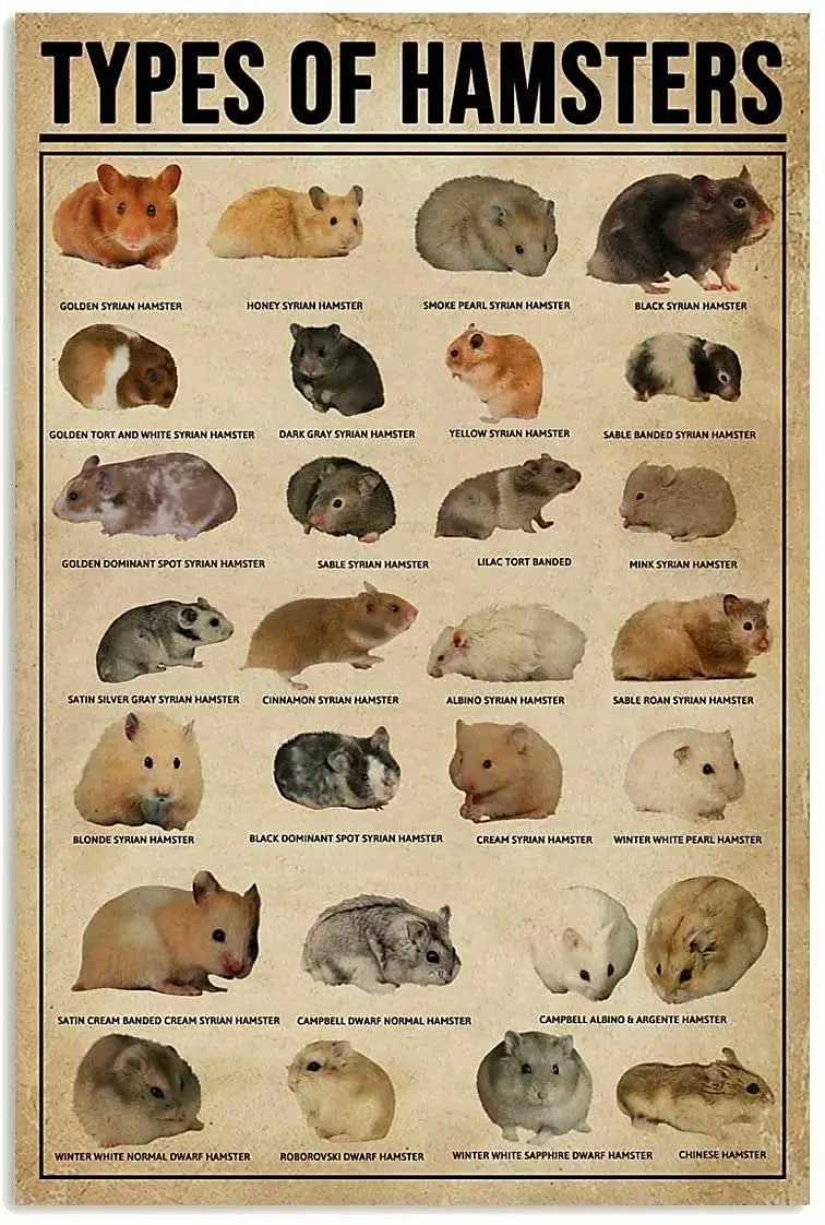 Syrian Hamster Breeds Famous Hamsters Popular Hamster Breeds