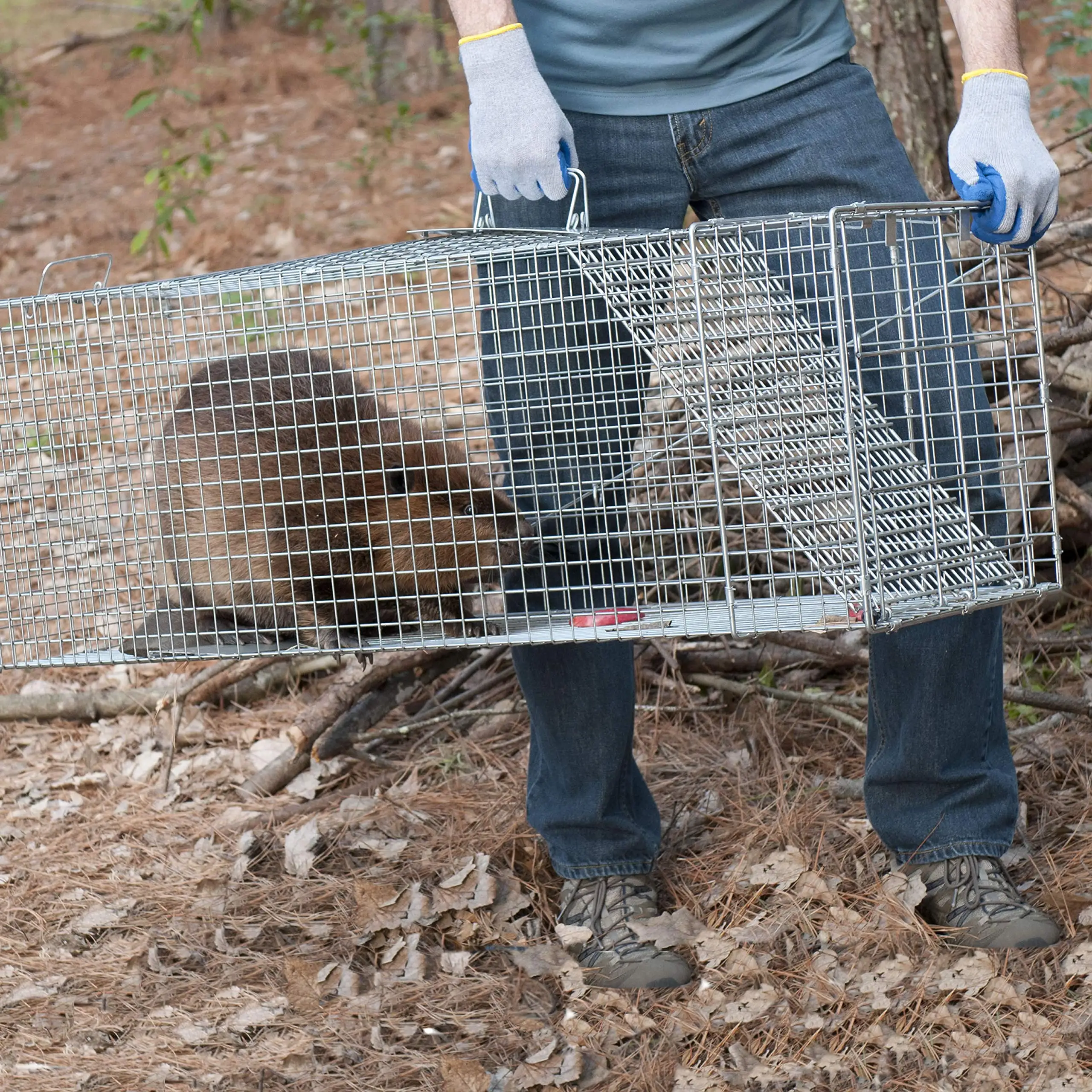 https://ae01.alicdn.com/kf/S4bc7111c6b894702a969f8dd459ce9eaB/Foldable-Reusable-Humane-Live-Animal-Trap-for-Small-Dogs-Raccoons-Cats-Groundhogs-Opossums-Fox-Super-Large.jpg