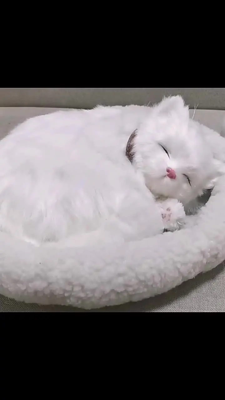 Peluche De Gato Dormido Realista – Figura De Felpa Suave De Tamaño Pequeño, Ideal Para Amantes De Los Gatos, Decoración Y Regalos Para Casa U Oficina