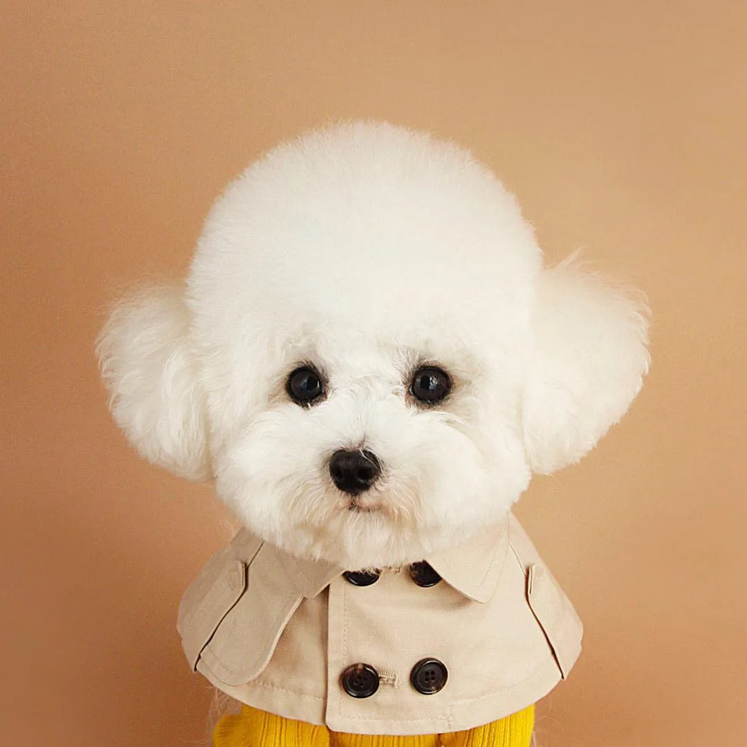 

ADECHOO-British Style Dog Neck Strap, Saliva Towel, Teddy Bear, Corgi Fighting Dog Trench Cloak, Pet Accessories, Sale