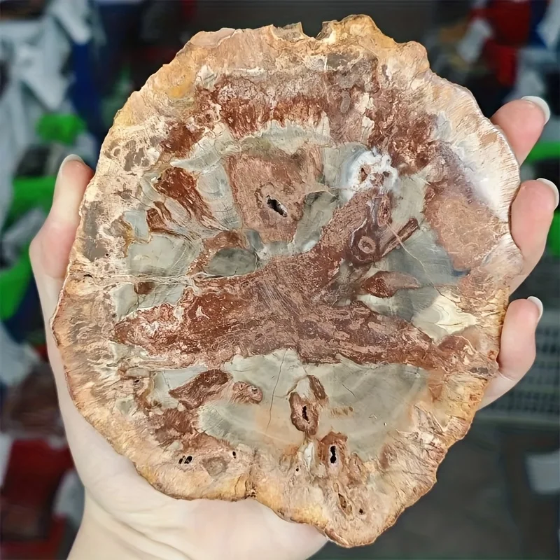 Versteinertes Holz aus Madagaskar ist ein Schatz der Menschheit. Es verleiht sich eine heilige Energie und ist das einzigartigste Geschenk für Freunde.