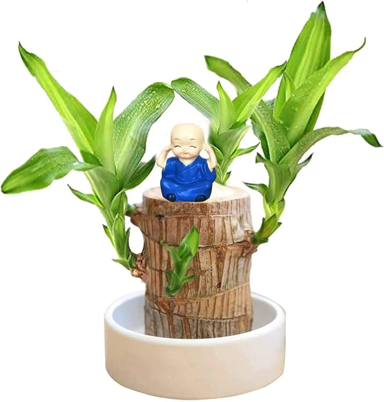 Brazilian Wood Easy Grow Easy Care Hydroponic Tree Housewarming Desktop Ornament