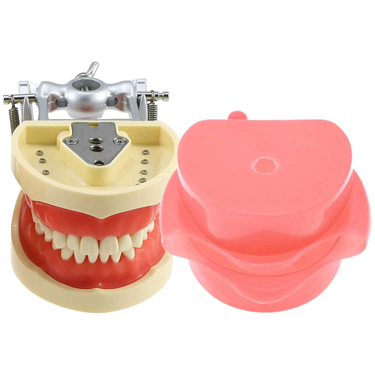 

Dental Typodont Model Compatible Kilgore NISSIN 200 Type with 32 PCS Removable Teeth and Metal Bracket Model for Demo