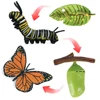 Butterfly Growth Cycle Chicken Spider Insect Animals Simulation Animals Life Cycle Figurine Growth Cycle Model Action Figures 5